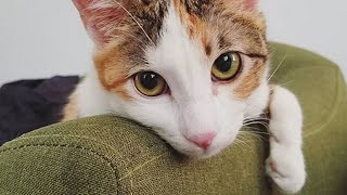 Meet Hermione The Beautiful “Squitten” Cat Who Found A Wonderful Home In New York City [upl. by Xuagram]