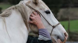 Hyoid Release in Horses [upl. by Nalla]