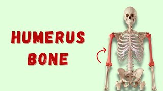 Humerus  Osteology of Upper Limb  Anatomy  Doctor Speaks [upl. by Cody]