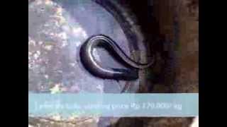 Live Eels Unagi for Sale Bandung West Java Indonesia [upl. by Winer]