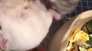 KSI’s Hamsters Neo amp Morpheus Fight [upl. by Benioff401]