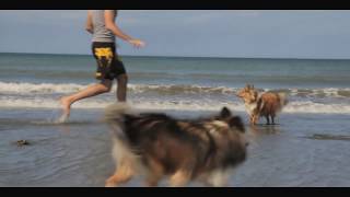 Shelties in Slow Motion  A Dog Day at Red Beach [upl. by Ahsenod292]