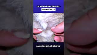 Bên trong túi của Kangaroo trông như thế nào [upl. by Aikar]