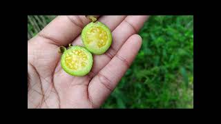 Sour Guava  Psidium guineense Flower vlogs [upl. by Marylynne]