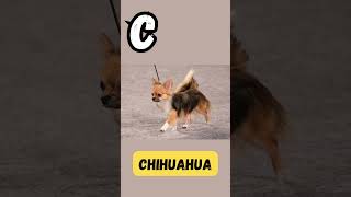 Canine Companions ABCs  C for Corgi  Dog Names Series for Kids  abcd kids learning shorts [upl. by Meave483]