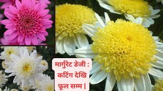 मार्गुरेट डेजी CareCutting मलTransplantFertilizerPruningघाम पानीअधिकतम फूलहरू प्राप्त गर्न। [upl. by Drusus]