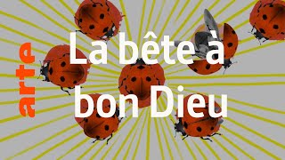 Pourquoi la coccinelle portetelle bonheur   Karambolage  ARTE [upl. by Alitta]