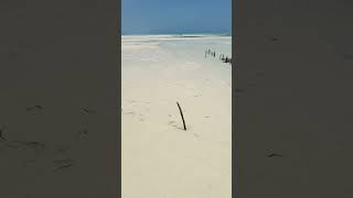 Seaweed harvesting plots on Jambiani Beach Zanzibar seaweedharvesting jambianibeach zanzibar ￼ [upl. by Llerod]