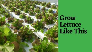 How to Grow Hydroponic Lettuce with Nutrient Film Technique [upl. by Hgielek]