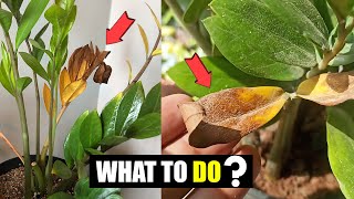 How to fix ZZ plant leaves turning brown [upl. by Ahsienot]