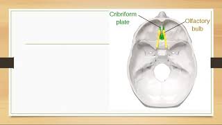 Olfactory Nerve Cranial Nerve 1 [upl. by Hanway172]