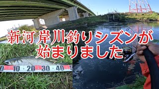 ［新河岸川で釣り］新河岸川は釣りシズンがはじまりますよ釣れる釣れる [upl. by Aelahs]