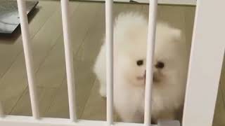 Fluffy Dog Slips Through the Gate  The Cutest Puppy Video Ever [upl. by Lomasi364]