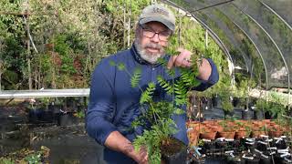 Osmunda regalis and Athyrium otophorum  Royal Fern and [upl. by Llehcor658]