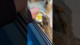 Did you know bearded dragons can eat eggs My babies love them beardeddragon ￼ [upl. by Resa]