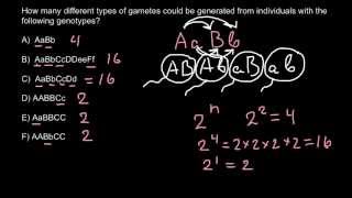 Gametes and genotypes simple formula for exam [upl. by Adalard]