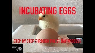 Incubating Chicken Eggs  Step by Step Through the 21 Day Process [upl. by Coughlin]