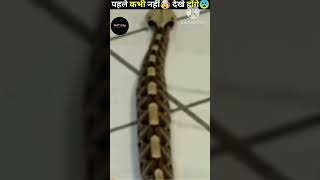 GABOON VIPER SNAKS🐍 truth facts amazingtruth iphonetosamsung amazingfacts truthfacts tranding [upl. by Marriott104]