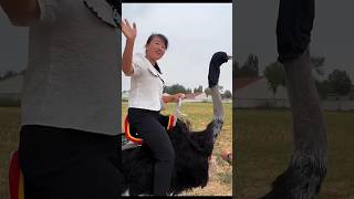 Never Do This While Ostrich Riding [upl. by Hak]