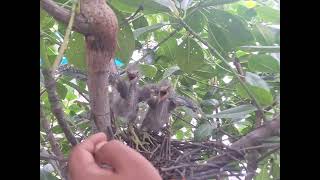 Meet the bittering birds nest [upl. by Towroy]