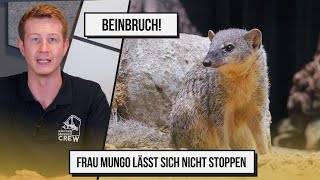 Beinbruch  Frau Mungo lässt sich nicht stoppen [upl. by Aicssej233]