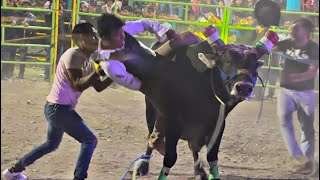 La Última Monta Y Nos Vamos “Jaripeo Por 32000 Mil Pesos 🤑😱🐂 Viral Toros Jaripeo fiestas [upl. by Kalin]