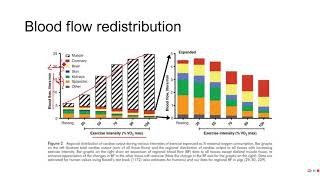 PE 381  Lecture 611  Blood flow redistribution [upl. by Croix]