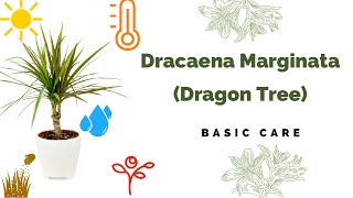 Dracaena Marginata Basic Care Madagascar dragon tree [upl. by Amalea]