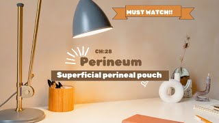 perineum superficial perineal pouch easiest explanation [upl. by Alyehs]