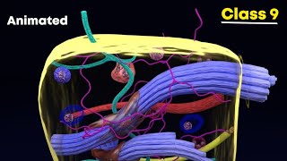 Connective tissues ⚡3d animation  Class 9 Biology [upl. by Anuahsat126]