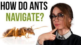 Ant Navigation  The secrets behind ants sense of direction [upl. by Rett178]