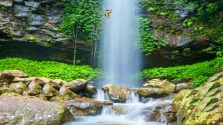 Crystal Shower Falls at Dorrigo National Park Australia [upl. by Sergent]