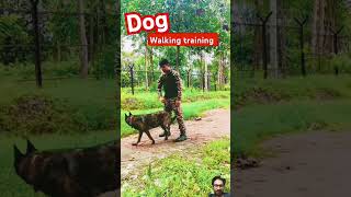 Dog walking Training doglover dogtraining militarydogs youtubeshorts shorts viralshorts k9 [upl. by Eenal517]