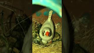 Zebra finch breeding time 🐥  Finches bird  zebrafinch finch birds cute nature shorts bird [upl. by Gnet]