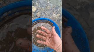 Sampling an old timers pit on my gold claim goldpanning prospecting britishcolumbia mining gold [upl. by Nana]