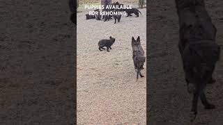 shortsdogs germanshepherd blackpanther puppy pets doglover dobe dobermanpinschers dober [upl. by Eran]