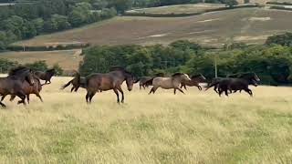 Exmoor Pony Project herd [upl. by Ynatirb]