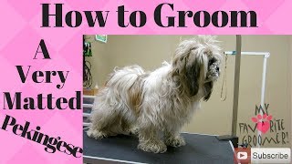 How to groom a Pekingese very matted [upl. by Sillyhp163]