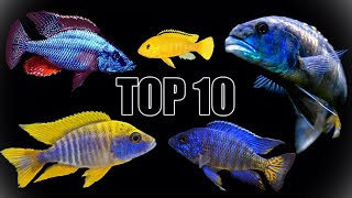 Our Top 10 Favorite African Cichlids [upl. by Hnilym564]