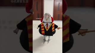 Hogwarts Gryffindor Houses new parrot schoolboy animal confusing behavior magical animals in the [upl. by Cirad]