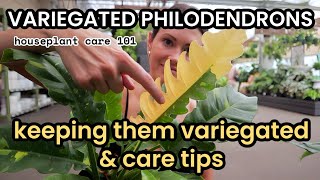 Variegated Philodendrons  How To Create Variegation Plant Care amp Issues  Houseplant Care 101 [upl. by Eiramlatsyrc]