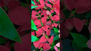 All about poinsettia plant poinsettia ytshorts nature winterplants [upl. by Adnat861]