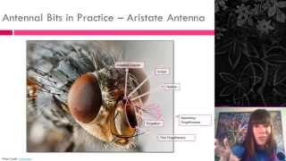 Insect External Morphology [upl. by Nostets752]