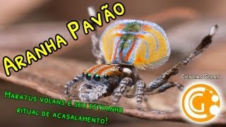 Aranha Pavão e seu estranho ritual de acasalamento Maratus volans  Ciências Biológicas [upl. by Lesko]