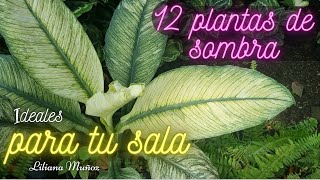 12 PLANTAS DE SOMBRA IDEALES PARA TU SALA Liliana Muñoz [upl. by Oralie811]