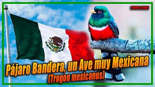 Pájaro Bandera Un Ave Muy Mexicana Trogon mexicanus [upl. by Ijuy925]