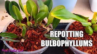 Repotting creeping Bulbophyllum Orchids amp tips on suitable setups [upl. by Ateuqram]