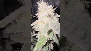 FRUIT CAKE — SEEDSTOCKERS livingsoil natural naturesmedicine weeding [upl. by Ohnuj]