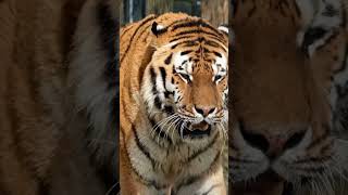 Tiger sound tiger animalshort shortvideo youtubeshort [upl. by Ssenav]