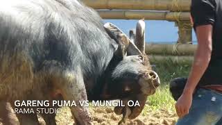 Toraja Buffalo Fight Gareng Puma VS Mungil OA Arena P Randa 19 September 2017 [upl. by Ahsitnauq]